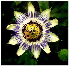 passie, hart, leven vanuit je passie hart, liefde, toewijding geluk