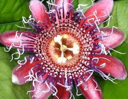 passie, hart, leven vanuit je passie hart, liefde, toewijding geluk