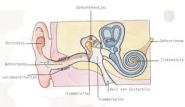 gehoor, binnenoor, gehoorbeschadigingen snel opgelopen, gevaar van te harde geluiden, 