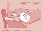 gehoor, binnenoor, gehoorbeschadigingen snel opgelopen, gevaar van te harde geluiden, 