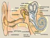 gehoor, binnenoor, gehoorbeschadigingen snel opgelopen, gevaar van te harde geluiden, 