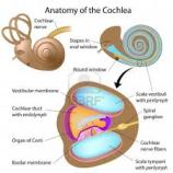 gehoor, binnenoor, gehoorbeschadigingen snel opgelopen, gevaar van te harde geluiden, 