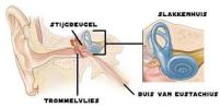 gehoor, binnenoor, gehoorbeschadigingen snel opgelopen, gevaar van te harde geluiden, 
