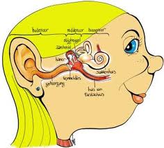 gehoor, binnenoor, gehoorbeschadigingen snel opgelopen, gevaar van te harde geluiden, 