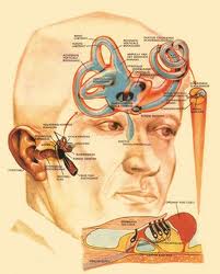 gehoor, binnenoor, gehoorbeschadigingen snel opgelopen, gevaar van te harde geluiden, 