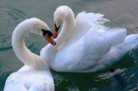 verliefd, liefde, hart, love, amor, verliefdheid, geliefden