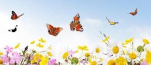 verliefd, liefde, hart, love, amor, verliefdheid, geliefden