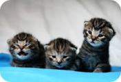 kittens, kitten, kleine poesjes, baby poesjes