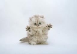 kittens, kitten, kleine poesjes, baby poesjes