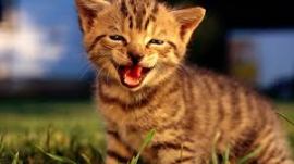 kittens, kitten, kleine poesjes, baby poesjes