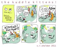 kittens, kitten, kleine poesjes, baby poesjes