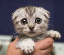 kittens, kitten, kleine poesjes, baby poesjes