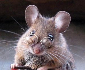 rare, gekke brillen, beesten met bril, dieren met bril,