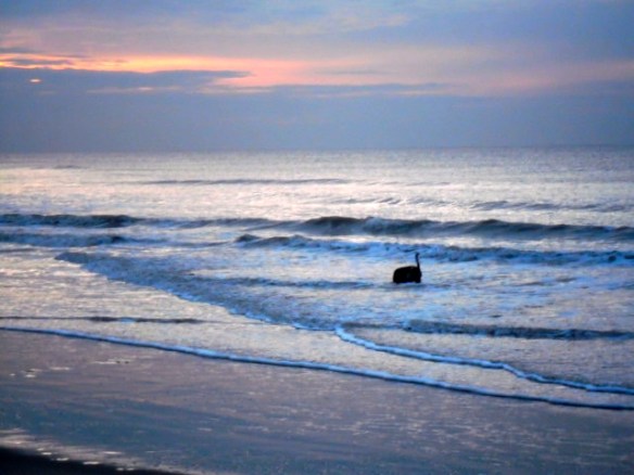 man met hondje op strand, Ysbrandt en Cowboy, Wassenaarseslag, strand zee, hond , mens, mooi licht op water, ondergaande zon