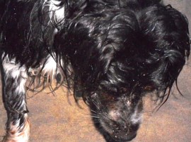 man met hondje op strand, Ysbrandt en Cowboy, Wassenaarseslag, strand zee, hond , mens, mooi licht op water, ondergaande zon