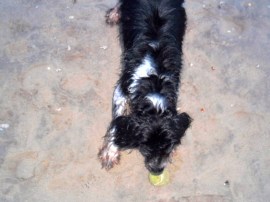 man met hondje op strand, Ysbrandt en Cowboy, Wassenaarseslag, strand zee, hond , mens, mooi licht op water, ondergaande zon