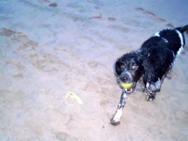 man met hondje op strand, Ysbrandt en Cowboy, Wassenaarseslag, strand zee, hond , mens, mooi licht op water, ondergaande zon
