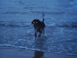 man met hondje op strand, Ysbrandt en Cowboy, Wassenaarseslag, strand zee, hond , mens, mooi licht op water, ondergaande zon