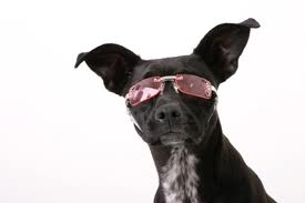 rare, gekke brillen, beesten met bril, dieren met bril,