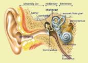 gehoor, binnenoor, gehoorbeschadigingen snel opgelopen, gevaar van te harde geluiden, 