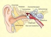 gehoor, binnenoor, gehoorbeschadigingen snel opgelopen, gevaar van te harde geluiden, 