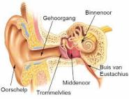 gehoor, binnenoor, gehoorbeschadigingen snel opgelopen, gevaar van te harde geluiden, 