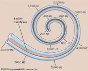 gehoor, binnenoor, gehoorbeschadigingen snel opgelopen, gevaar van te harde geluiden, 