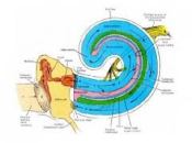 gehoor, binnenoor, gehoorbeschadigingen snel opgelopen, gevaar van te harde geluiden, 