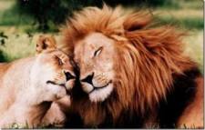 verliefd, liefde, hart, love, amor, verliefdheid, geliefden