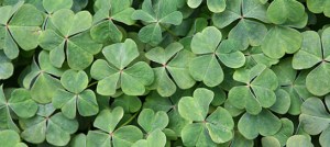 GELUK, Happy, blij, Lalala