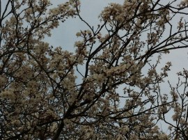 bloesem, krentenboompje, bloeiende boom, bloesem in februari, witte bloesem, blauwe lucht, winterbloesem