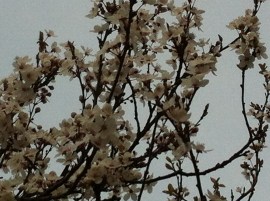 bloesem, krentenboompje, bloeiende boom, bloesem in februari, witte bloesem, blauwe lucht, winterbloesem