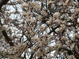 bloesem, krentenboompje, bloeiende boom, bloesem in februari, witte bloesem, blauwe lucht, winterbloesem