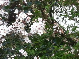 bloesem, krentenboompje, bloeiende boom, bloesem in februari, witte bloesem, blauwe lucht, winterbloesem