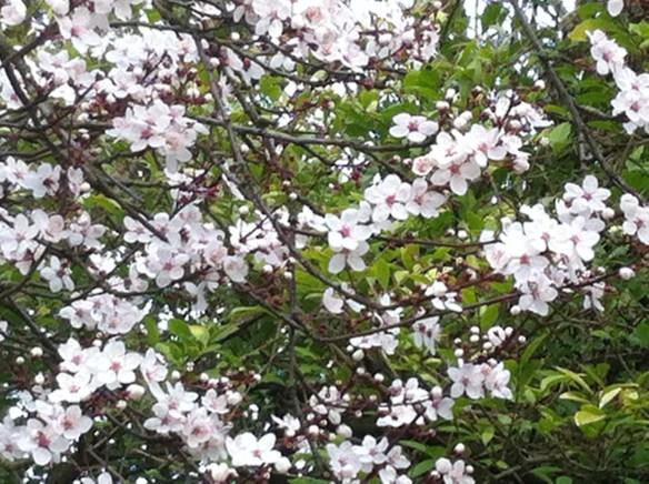 bloesem, krentenboompje, bloeiende boom, bloesem in februari, witte bloesem, blauwe lucht, winterbloesem