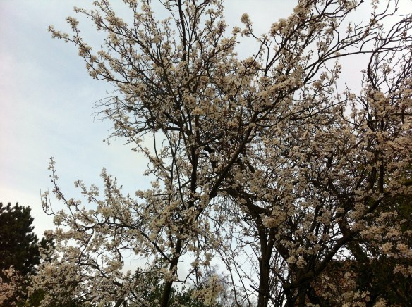 bloesem, krentenboompje, bloeiende boom, bloesem in februari, witte bloesem, blauwe lucht, winterbloesem