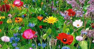 BLOEMEN, KLEURIGE BLOEMEN, COLORED FLOWERS