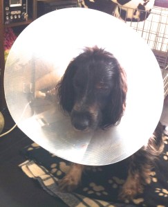 Ysbrandt, hond met lampenkap, kraag, witte kraag, balende hond, rode kat met hond en kraag