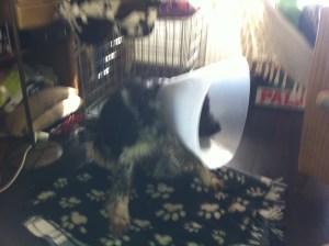 Ysbrandt, hond met lampenkap, kraag, witte kraag, balende hond, rode kat met hond en kraag