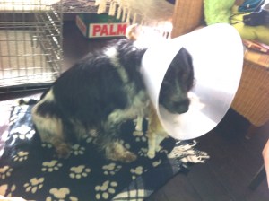 Ysbrandt, hond met lampenkap, kraag, witte kraag, balende hond, rode kat met hond en kraag