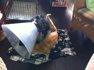 Ysbrandt, hond met lampenkap, kraag, witte kraag, balende hond, rode kat met hond en kraag