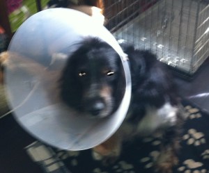 Ysbrandt, hond met lampenkap, kraag, witte kraag, balende hond, rode kat met hond en kraag