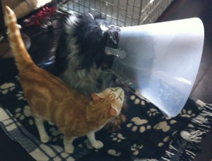 Ysbrandt, hond met lampenkap, kraag, witte kraag, balende hond, rode kat met hond en kraag