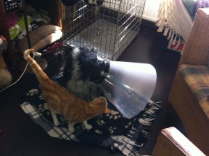 Ysbrandt, hond met lampenkap, kraag, witte kraag, balende hond, rode kat met hond en kraag