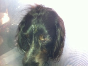 Ysbrandt, hond met lampenkap, kraag, witte kraag, balende hond, rode kat met hond en kraag