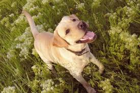 Hond, studenten met hond, lezende hond, hondenzaken, hond met mens