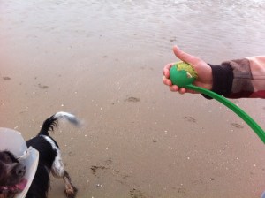 Ysbrandt, Cowboy, strand, hondje met kraag speelt met de bal, hond met kap speelt met bal