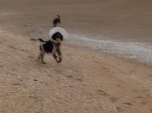 Ysbrandt, Cowboy, strand, hondje met kraag speelt met de bal, hond met kap speelt met bal