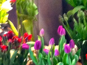 rode papagaaientulpen, roze tulpen