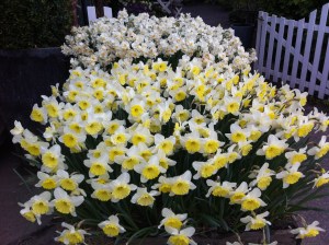 narcissen, narcissus